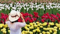 Tulip Festival 2026: कश्मीर की वादियों में ट्यूलिप की रंगीन दुनिया, 70-75 किस्मों के फूल खिले  