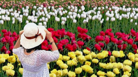 Tulip Festival 2026: कश्मीर की वादियों में ट्यूलिप की रंगीन दुनिया, 70-75 किस्मों के फूल खिले  