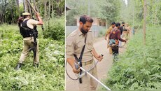 बारामूला में नशे के खिलाफ बड़ी कार्रवाई, 2.5 कनाल सरकारी जमीन पर उगी जंगली भांग की फसल नष्ट