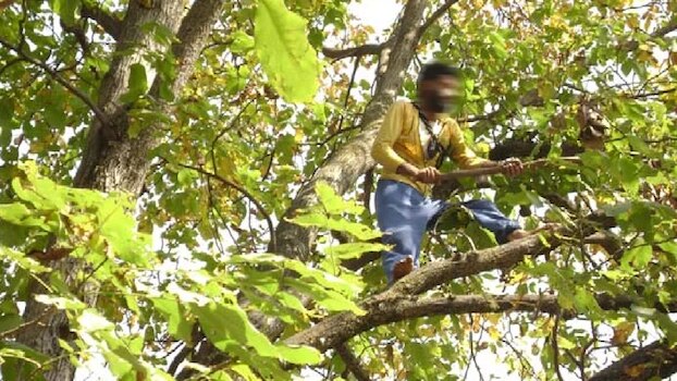 उत्तरी कश्मीर के बारामूला में बड़ा हादसा, अखरोट के पेड़ से गिरकर युवक की दर्दनाक मौत... 