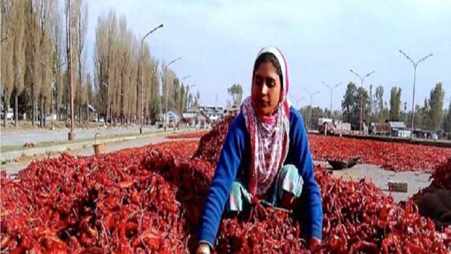 KASHMIR : अगर आपको खाने में जायका और रंगत लाना है तो जरूर करें कश्मीरी लाल मिर्च का इस्तेमाल 