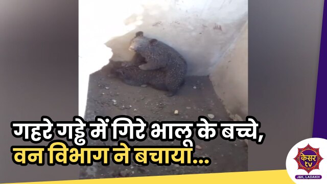 Bear Cubs Rescue: गहरे गड्ढे में गिर गए थे भालू के बच्चे, वन विभाग ने बचाया...