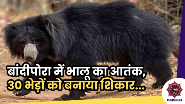 Bear AttacK: बांदीपोरा में भालू का आतंक, एक रात में 30 भेड़ों को बनाया शिकार...