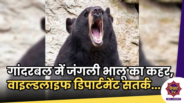 Bear in Ganderbal: इंसानी बस्तियों में घूम रहे जंगली भालू, वाइल्ड लाइफ डिपार्टमेंट सतर्क...