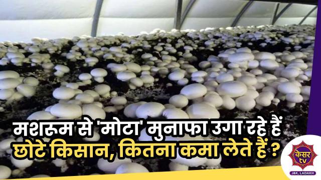 Mashroom Production: मशरूम से 'मोटा' मुनाफा उगा रहे हैं छोटे किसान, कितना कमा लेते हैं?