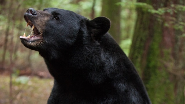 Bear Attack : सुरनकोट में भालू के हमले में दो लोग घायल, अस्पताल में भर्ती !