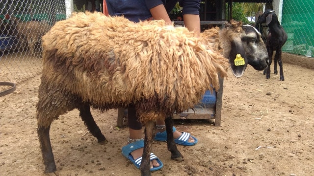 Sheep Robbery : शोपियां में विदेशी नस्ल की भेड़ें चोरी कर ले गए चोरी !