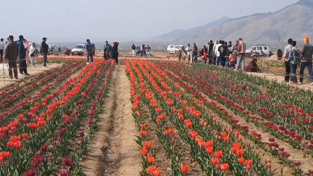 Tulip Garden : जनता के लिए पहली बार खुला अनंतनाग का सगम ट्यूलिप गार्डन!