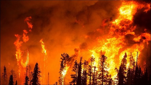 Forest Fire : त्राल के भटनूर क्षेत्र में भीषण जंगल की आग से दहशत, प्रशासन से कार्रवाई की मांग!