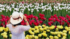 Tulip Festival 2026: कश्मीर की वादियों में ट्यूलिप की रंगीन दुनिया, 70-75 किस्मों के फूल खिले  