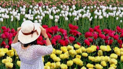 Tulip Festival 2026: कश्मीर की वादियों में ट्यूलिप की रंगीन दुनिया, 70-75 किस्मों के फूल खिले  
