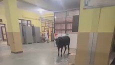 Viral Video: सरकारी अस्पताल के Emergency Ward में घुसी गाय, सोशल मीडिया पर मचा बवाल...