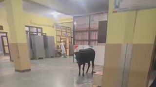 Viral Video: सरकारी अस्पताल के Emergency Ward में घुसी गाय, सोशल मीडिया पर मचा बवाल...