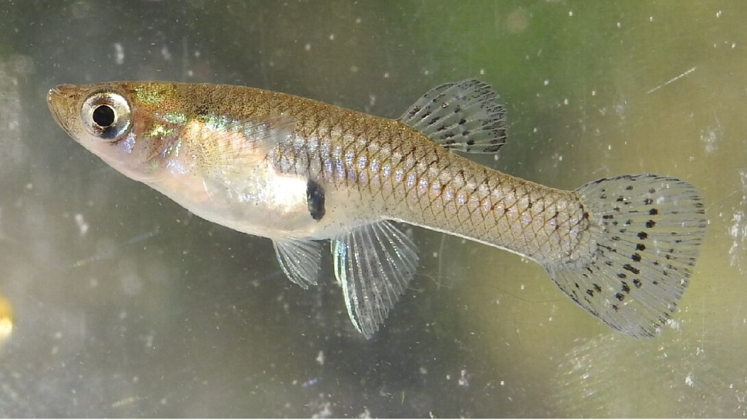 Mosquitofish : उधमपुर में डेंगू का सामना करने के लिए गम्बूसिया फिश का होगा इस्तेमाल !