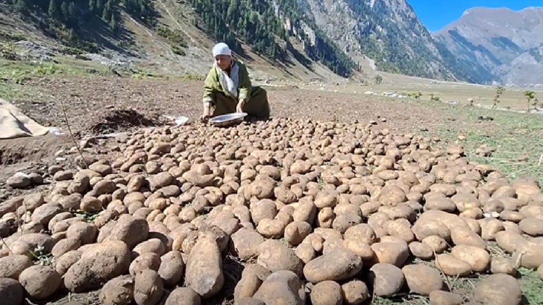 Crop Conservation : पुराने तरीकों से फसल को सहेज रहे गुरेज़ के किसान ! Crop Conservation : पुराने तरीकों से फसल को सहेज रहे गुरेज़ के किसान !