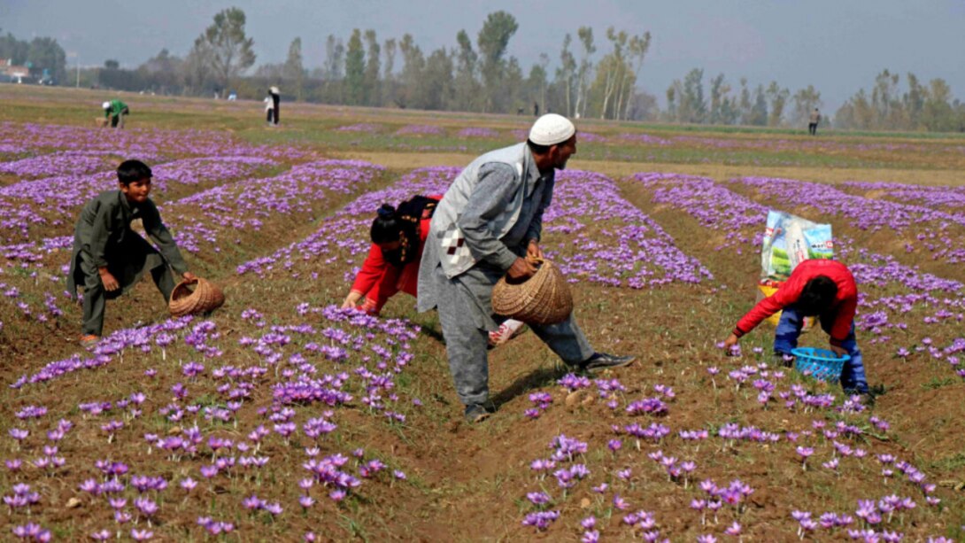 Saffron Harvesting : कश्मीर में केसर की कटाई शुरू, मौसम की मार से प्रभावित हुई फसल !
