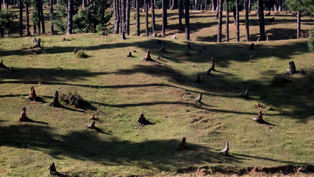 Forest Department : कैरू और बुदलू समेत कई किस्म के पेड़ों से गुलज़ार हुए पीर पंजाल के जंगल !