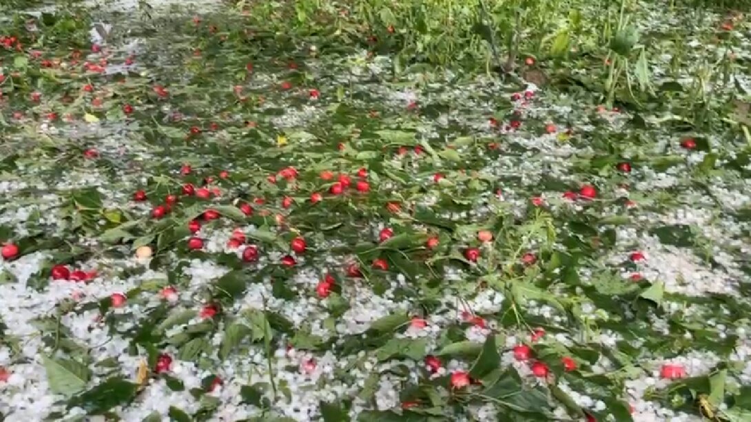शोपियां में ओलावृष्टि और तेज बारिश से सेब बागानों को भारी नुकसान, किसानों ने फसल बीमा की उठाई मांग शोपियां में ओलावृष्टि और तेज बारिश से सेब बागानों को भारी नुकसान, किसानों ने फसल बीमा की उठाई मांग