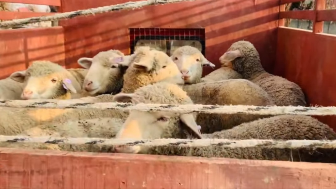 बांदीपोरा :  रात के सन्नाटे में 35 भेड़ें चोरी, सोते रह गया गडरिया, पुलिस ने शुरू की जांच 