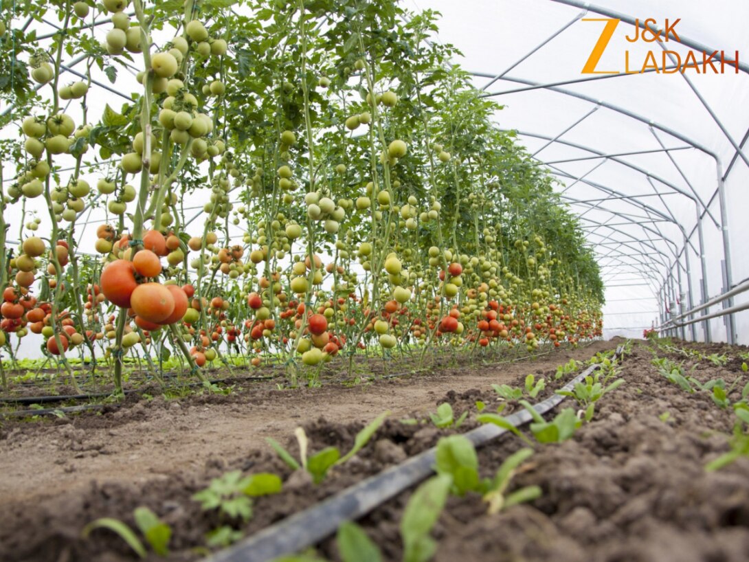 कश्मीर: बागवानी विभाग की योजनाओं से ममूसा में उभरी बड़ी हाइब्रिड नर्सरी, पलायन रुका बढ़ा रोज़गार