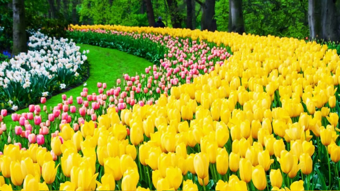 Srinagar: 16 मार्च से खुल रहा एशिया का सबसे बड़ा ट्यूलिप गार्डन, सुरक्षा और सुविधाएं सुनिश्चित, पहले दिन रिकॉर्ड तोड़ भीड़ की उम्मीद 